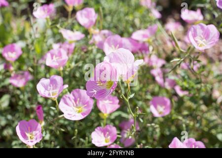 Oenothera speciosa - pink evening primrose. Stock Photo