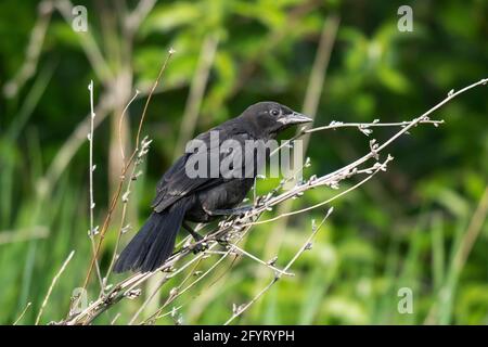 Juvenile Common Grackle (Quiscalus Quiscula), Young Bird Stock Photo