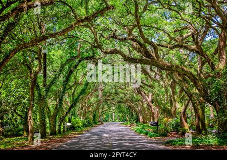 A canopy of Southern live oak trees creates a picturesque scene on Oak Street, May 27, 2021, in Magnolia Springs, Alabama. Stock Photo