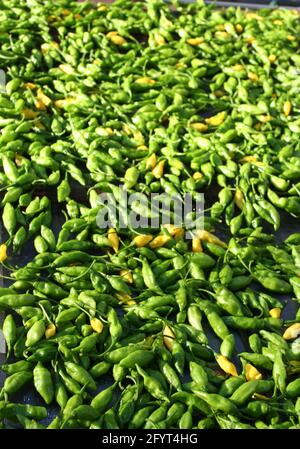 Aji Limon Peruvian Peppers Drying in Sun on tray Stock Photo