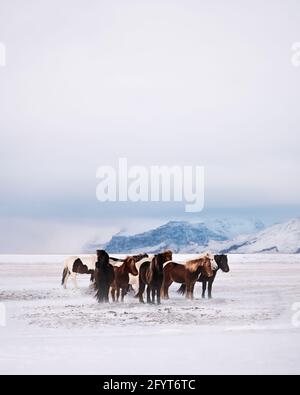 Group of horses in a field with snow in winter Stock Photo - Alamy