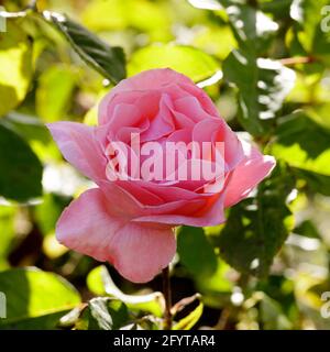 'Queen Elizabeth' Grandiflora Rose in Bloom. San Jose Municipal Rose Garden, San Jose, Santa Clara County, California, USA. Stock Photo