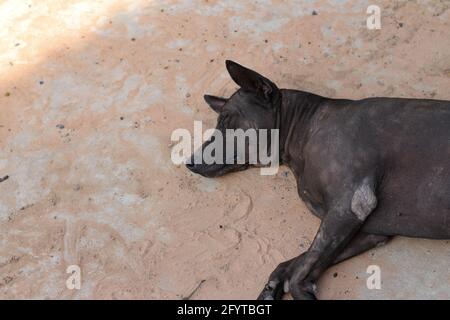 The black female dog sleeps on the cement floor. Stock Photo