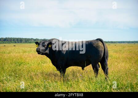 A black angus bull stands on a green grassy field. Stock Photo