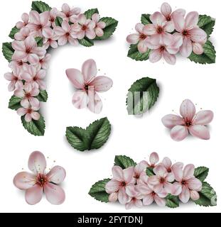 Vector cherry blossom flowers of sakura illustration. Isolated on white background. Decorative element. Stock Vector