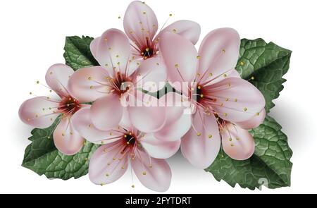 Vector cherry blossom flowers of sakura illustration. Isolated on white background. Decorative element. Stock Vector