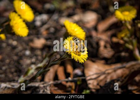 Flying bees in spring on yellow flower blossoms in the forest in Upper Swabia Stock Photo
