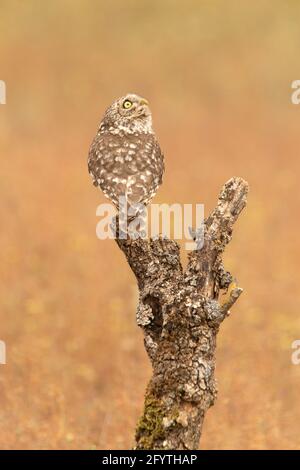 Little owl at its favorite perch in an oak forest with the last lights of the day Stock Photo