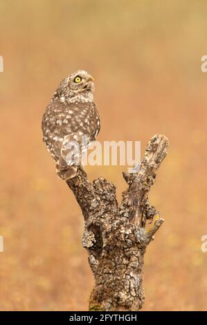 Little owl at its favorite perch in an oak forest with the last lights of the day Stock Photo