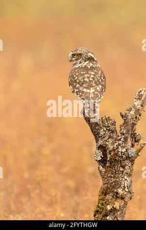 Little owl at its favorite perch in an oak forest with the last lights of the day Stock Photo
