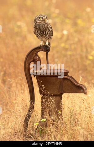 Little owl at its favorite perch in an oak forest with the last lights of the day Stock Photo