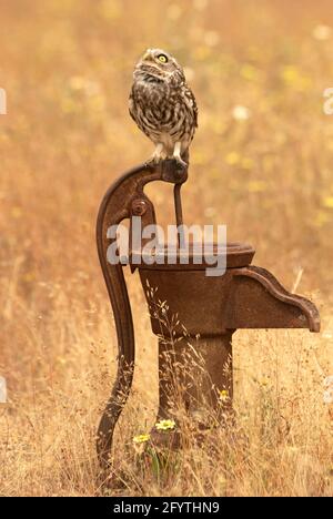 Little owl at its favorite perch in an oak forest with the last lights of the day Stock Photo
