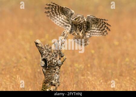 Little owl at its favorite perch in an oak forest with the last lights of the day Stock Photo