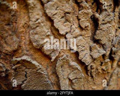 Tree peal crack closeup shot for nature presentation Stock Photo