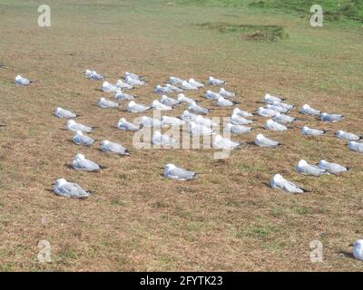 A flock of seagulls bracing themselves against the strong wind on the headland, Silver Gulls, Australia Stock Photo