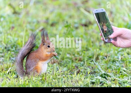 people taking photo of red squirrel eats in park Stock Photo
