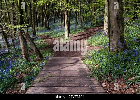 Bluebells at Clent Hills, Worcestershire Stock Photo