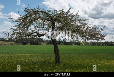 an apple tree in springtime in a meadow with flowering buttercups Stock Photo