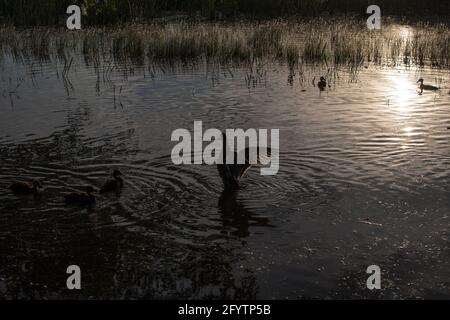 A shot of the duck with opened wings in the water deteriorating the reflection of the water. Stock Photo