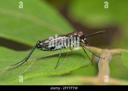 Image of tiger beetle on green leaves on natural background. Animal. Insect. Stock Photo