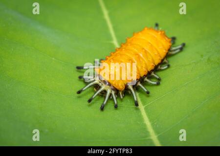 Image of an amber caterpillar on green leaf on natural background. Insect. Animal.
