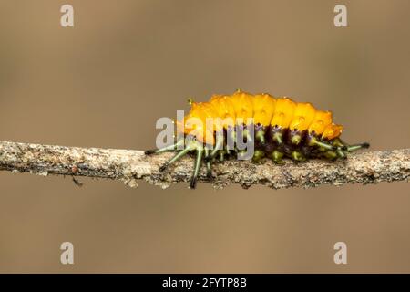 Image of an amber caterpillar on brown branch. Insect. Animal.