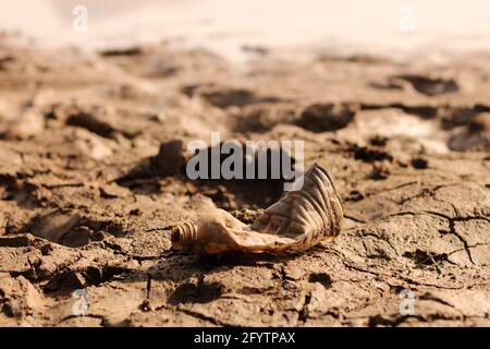 A thrown plastic bottle in pond undergraduate Stock Photo