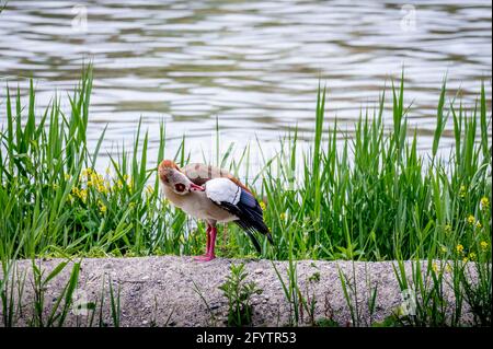 Egyptian goose standing on land in grass area during spring. Alopochen aegyptiaca in Switzerland. Stock Photo