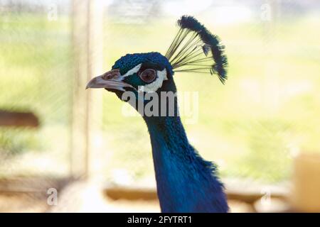 Portrait of peacock . Beautiful colorful peacock in cage . The peacock has iridescent blue and green plumage, mostly metallic blue and green. But the Stock Photo