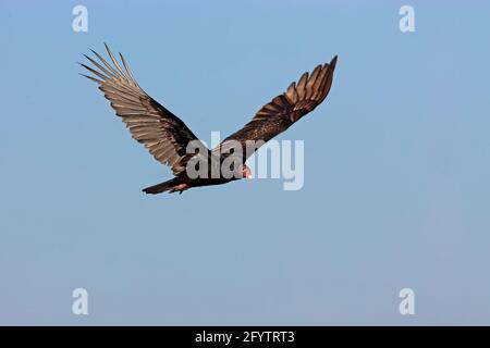 Turkey Vulture in flight (Cathartes aura) Lake Kissimee, florida, USA BI001806 Stock Photo