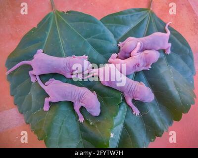 Newborn Baby Rat on Leaf. Baby Mouse Stock Images. Stock Photo