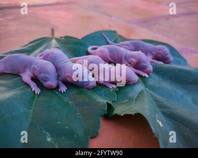 Newborn Baby Rat on Leaf. Baby Mouse Stock Images. Stock Photo