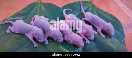 Newborn Baby Rat on Leaf. Baby Mouse Stock Images. Stock Photo