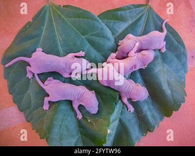 Newborn Baby Rat on Leaf. Baby Mouse Stock Images. Stock Photo