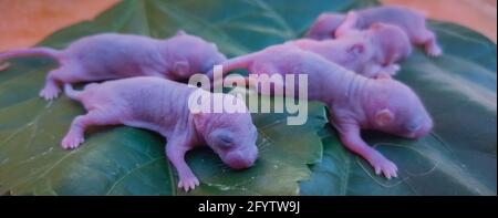 Newborn Baby Rat on Leaf. Baby Mouse Stock Images. Stock Photo