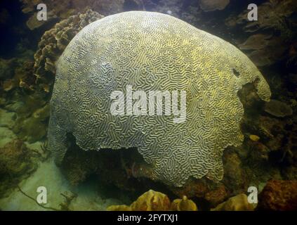 A closeup shot of a symmetrical brain coral under the water Stock Photo