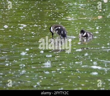 Portsmouth Road, Godalming. 30th May 2021. Sunny intervals across the Home Counties this morning. Tufted ducklings at Secrett's Farm in Godalming in Surrey. Credit: james jagger/Alamy Live News Stock Photo
