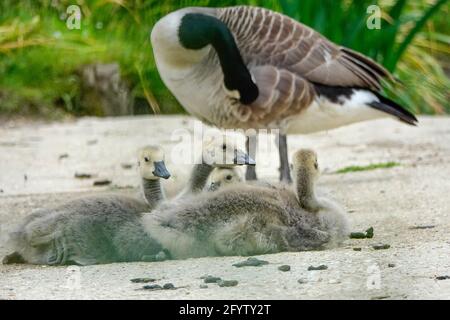 Portsmouth Road, Godalming. 30th May 2021. Sunny intervals across the Home Counties this morning. Canada goslings at Secrett's Farm in Godalming in Surrey. Credit: james jagger/Alamy Live News Stock Photo