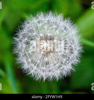 Seed head of Dandelion (Taraxacum officinale) often called a Dandelion Clock against a green background Stock Photo
