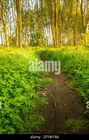 A path wends it's way through lush undergrowth in a small sunlit forested area Stock Photo