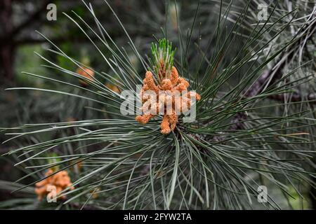 Young shoots on the branches of a pine tree in the spring season Stock Photo