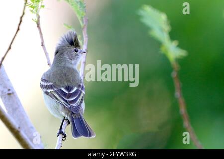 Yellow-bellied Elaenia (Elaenia flavogaster) perched on top of a tree. Stock Photo
