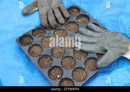 Hand gloves removed after filling soil into cultivation tray. Soil filled seedling trays for growing seeds Stock Photo