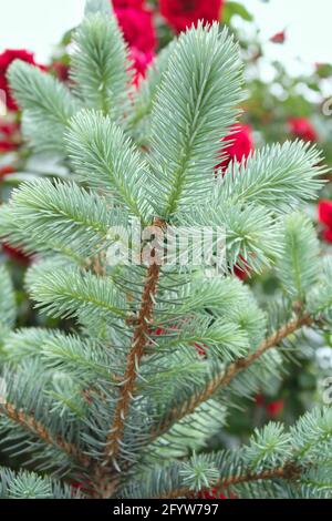 Spruce branch. Close-up pine tree branches with needles. Macro shot of fir branches. Christmas tree wallpaper. Story background. Stock Photo