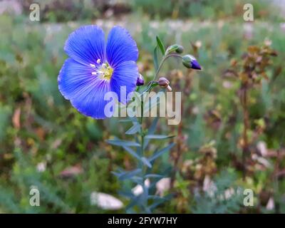 Vibrant Blue Flax Flower (Linum perenne) with Buds in a Meadow Stock Photo