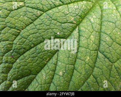 Leaf surface with visible venation pattern, macro detail Stock Photo