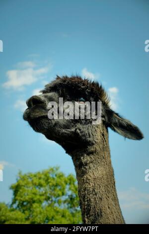 Alpaca MA003993 Stock Photo