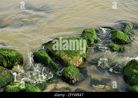 Stones overgrown with algae in the shallow water on the beach Stock Photo