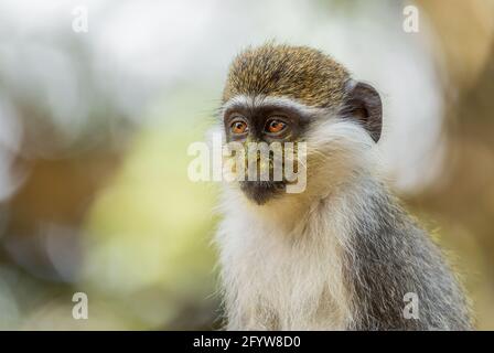 Green Monkey - Chlorocebus aethiops, beautiful popular monkey from West African bushes and forests, Ethiopia. Stock Photo