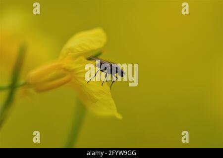 Black fly on a yellow rapeseed flower as a close up Stock Photo